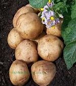 [  ] 科學家公布土豆遺傳密碼 有助解決全球饑荒（圖）